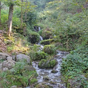 Urwald
