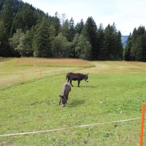 die hätten wir gebrauchen können